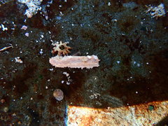 Plesiocolochirus ignavus