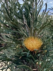 Banksia formosa