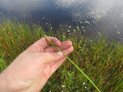 Eleocharis equisetoides