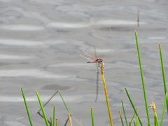 Celithemis bertha