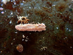 Plesiocolochirus ignavus