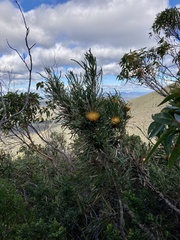 Banksia formosa