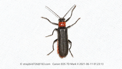 Lycocerus pubicollis