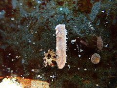 Plesiocolochirus ignavus