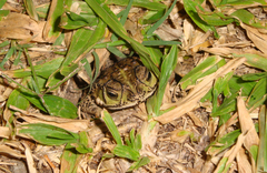 Rhinella dorbignyi