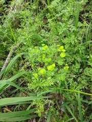 Euphorbia roemeriana