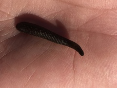 Haemopis lateromaculata