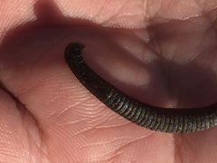 Haemopis lateromaculata