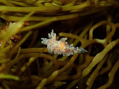Caldukia affinis