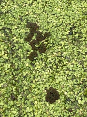 Azolla microphylla