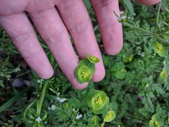 Euphorbia roemeriana