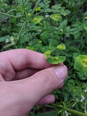 Euphorbia roemeriana