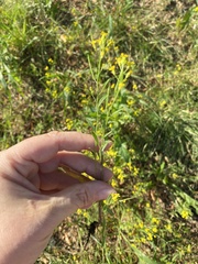 Erysimum cheiranthoides