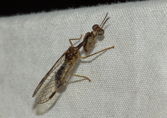 Mantispidae