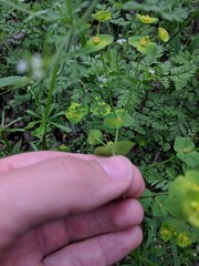 Euphorbia roemeriana