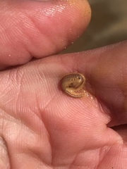 Branchinecta mackini