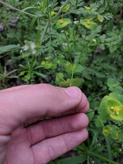 Euphorbia roemeriana