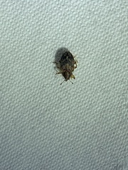 Lignyodes bischoffi