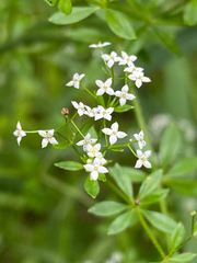 Galium asprellum