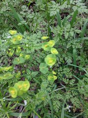 Euphorbia roemeriana