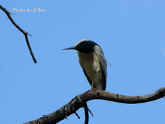 Nycticorax nycticorax