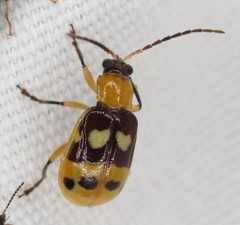 Paranapiacaba connexa