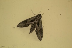 Eumorpha satellitia