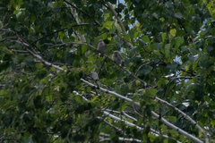 Muscicapa striata