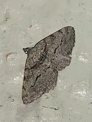 Digrammia gnophosaria