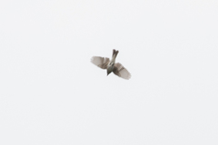 Muscicapa striata