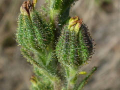 Madia sativa