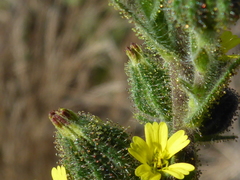 Madia sativa
