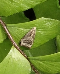 Dactylioglypha tonica