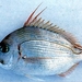 Evynnis - Photo (c) 魚類生態進化研究室, osa oikeuksista pidätetään (CC BY-NC)