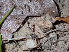 Anochetus