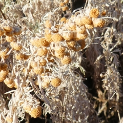 Artemisia arborescens