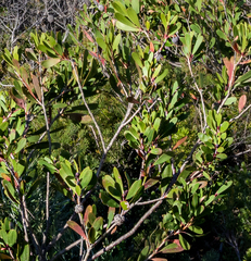 Melaleuca globifera