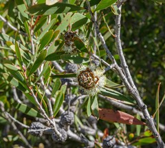 Melaleuca globifera