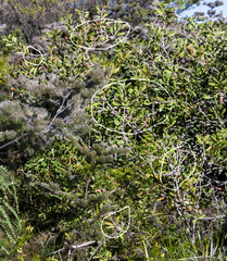 Melaleuca globifera