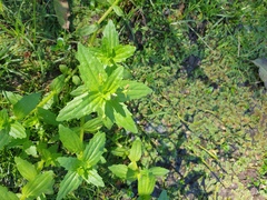 Gratiola pedunculata