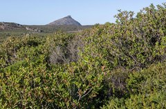 Melaleuca globifera