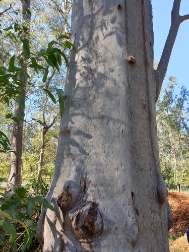 Corymbia citriodora