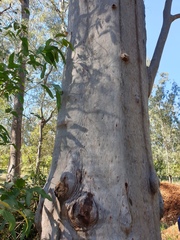 Corymbia citriodora