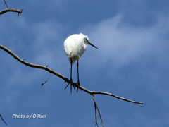 Egretta garzetta