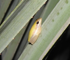 Litoria bicolor
