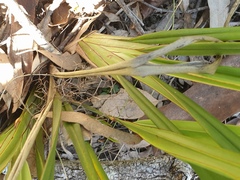 Dianella brevipedunculata