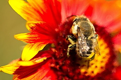 Megachile