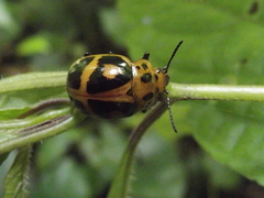 Platyphora diagonalis