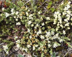 Kelleria dieffenbachii