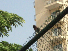 Acridotheres tristis